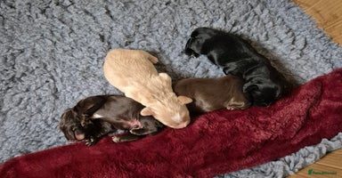 Cocker Spaniel dogs - Advert 2