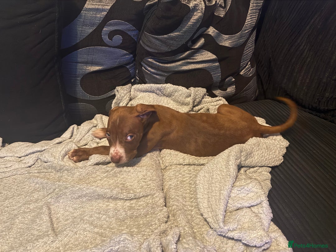 Staffordshire Bull Terrier dogs for sale: Puppy - Image 1