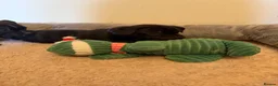 Staffordshire Bull Terrier dogs for sale: KC Registered Staffordshire Bull Terrier Puppies. - Advert 24