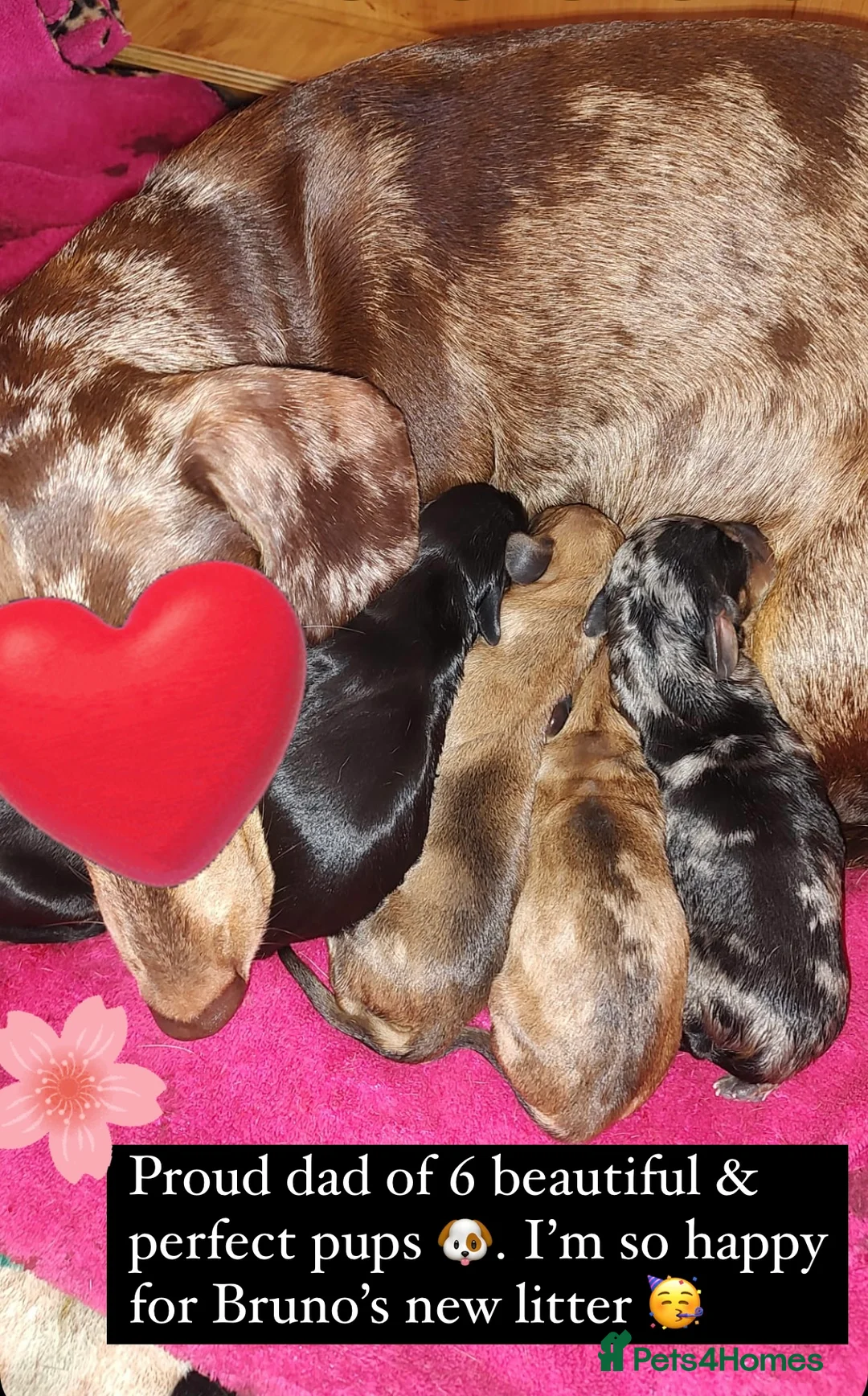 Dachshund dogs for stud: KC Standard smooth red hair dachshund  stud in Banbury - Advert 17