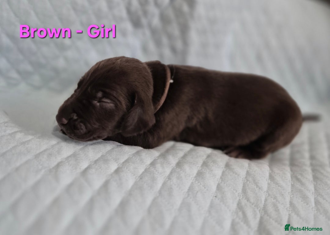 German Shorthaired Pointer dogs for sale: German Shorthaired Pointer/Irish Setter-Poinsetter - Image 22