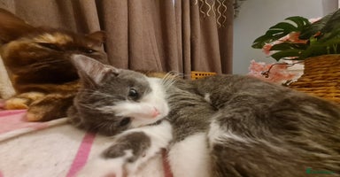 Mixed Breed cats Stunning  kittens looking  4 new home - Advert 7