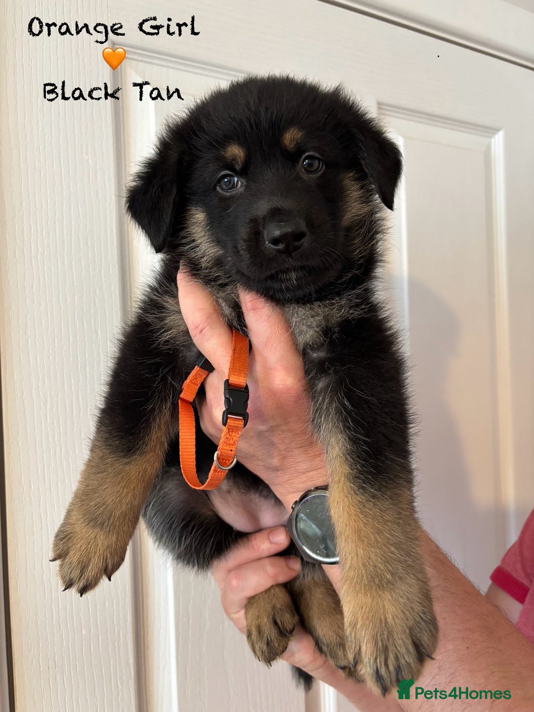 German Shepherd dogs for sale: K.C German Shepherd Puppies  - Image 6