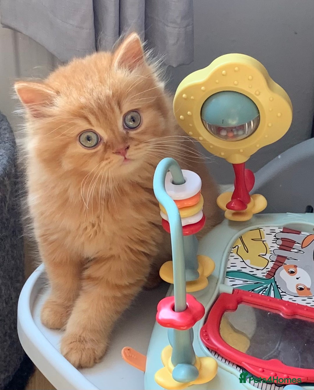 British Longhair cats for sale: BRIRISH long hair kittens - Image 7