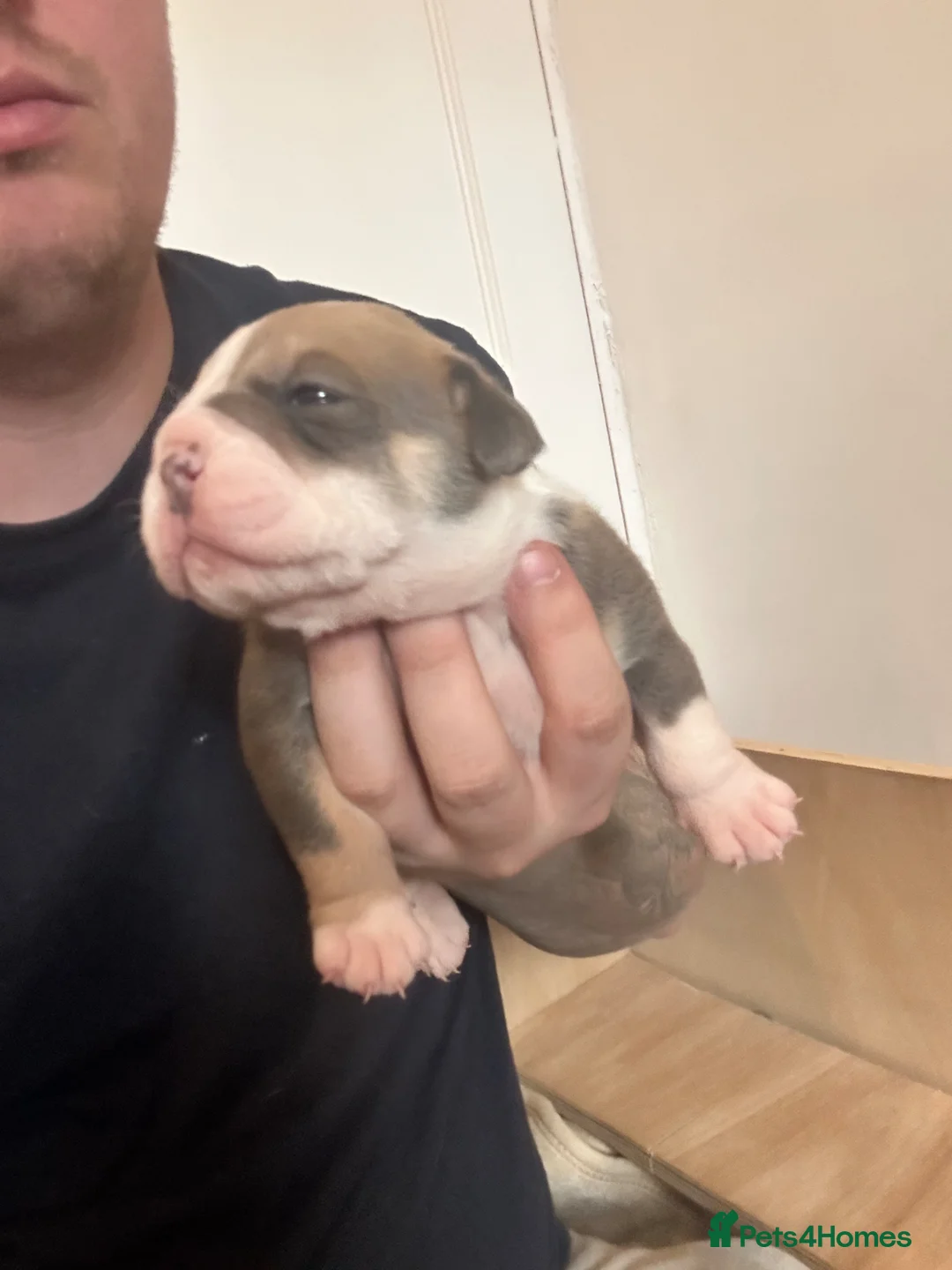 Olde English Bulldogge dogs for sale: Beautiful olde English bulldogs - Advert 1