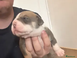 Olde English Bulldogge dogs Beautiful olde English bulldogs - Advert 1