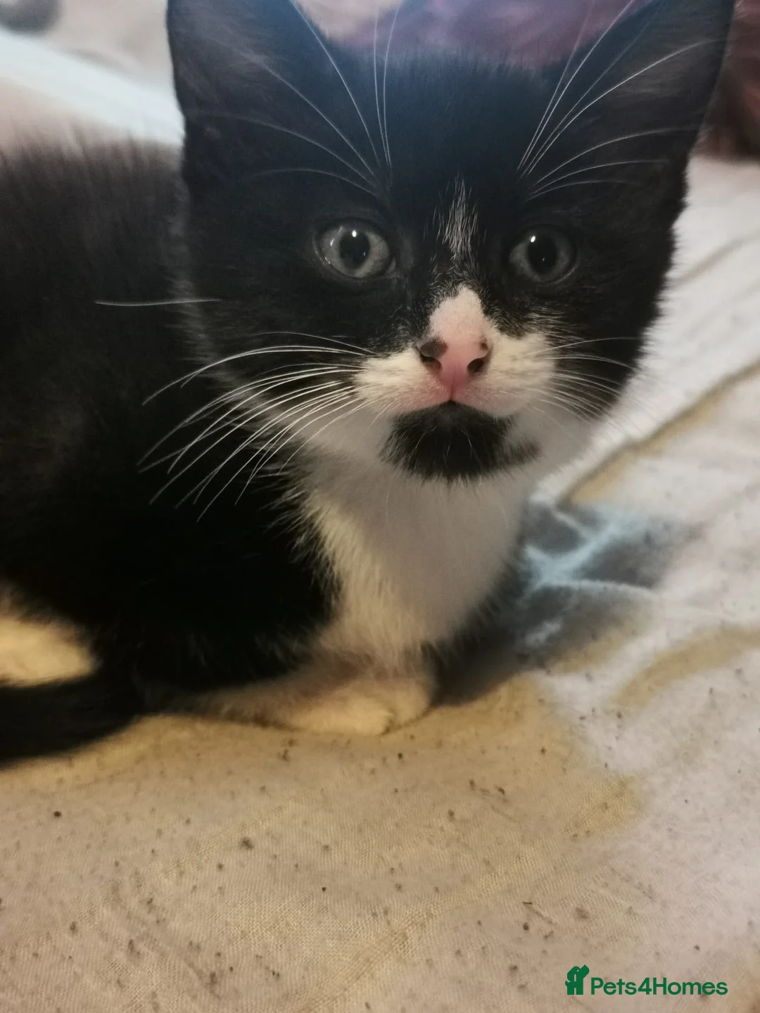 Domestic Shorthair cats for sale: Beautiful sweet boy - Advert 4