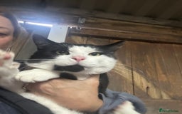 Mixed Breed cats for sale: 1 Male & 1 female cats looking for loving homes. - Image 2