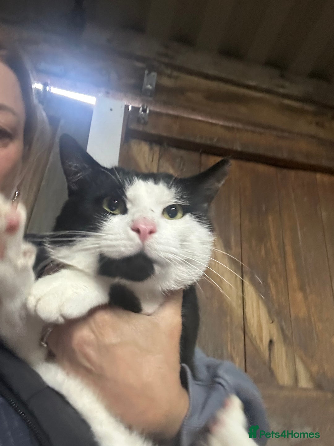 Mixed Breed cats for sale: 1 Male & 1 female cats looking for loving homes. - Image 2