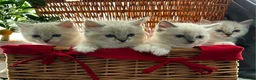 Ragdoll cats for sale: Luxury Blue Point Mitted Ragdoll Kittens - Advert 4