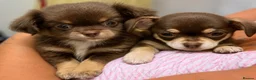 Chihuahua dogs for sale: Gorgeous Chocolate & Tan Chihuahua Puppies  in Haywards Heath - Advert 1