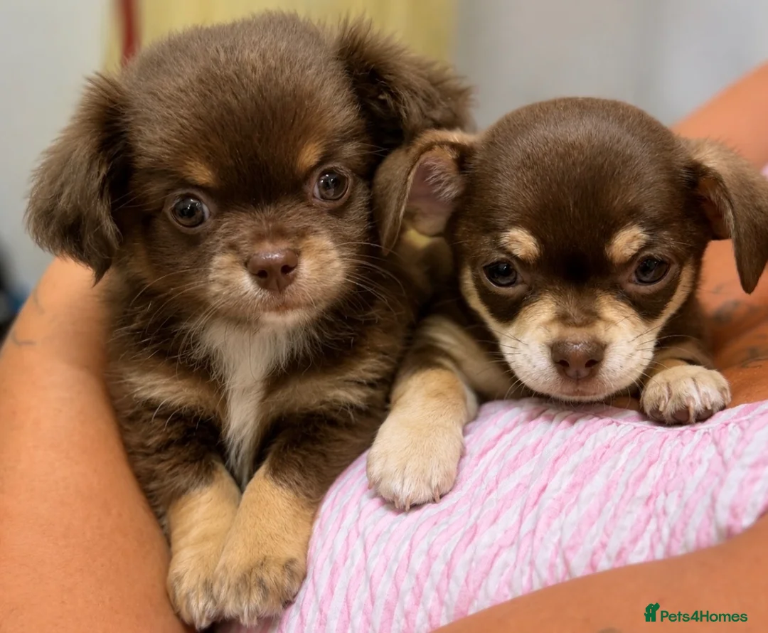 Chihuahua dogs for sale: Gorgeous Chocolate & Tan Chihuahua Puppies  in Haywards Heath - Advert 1