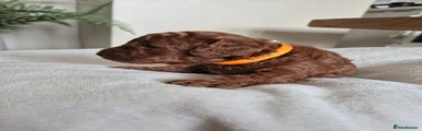 Toy Poodle Puppy 4