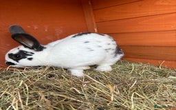 English rabbits for sale: Baby Rabbits  - Image 5