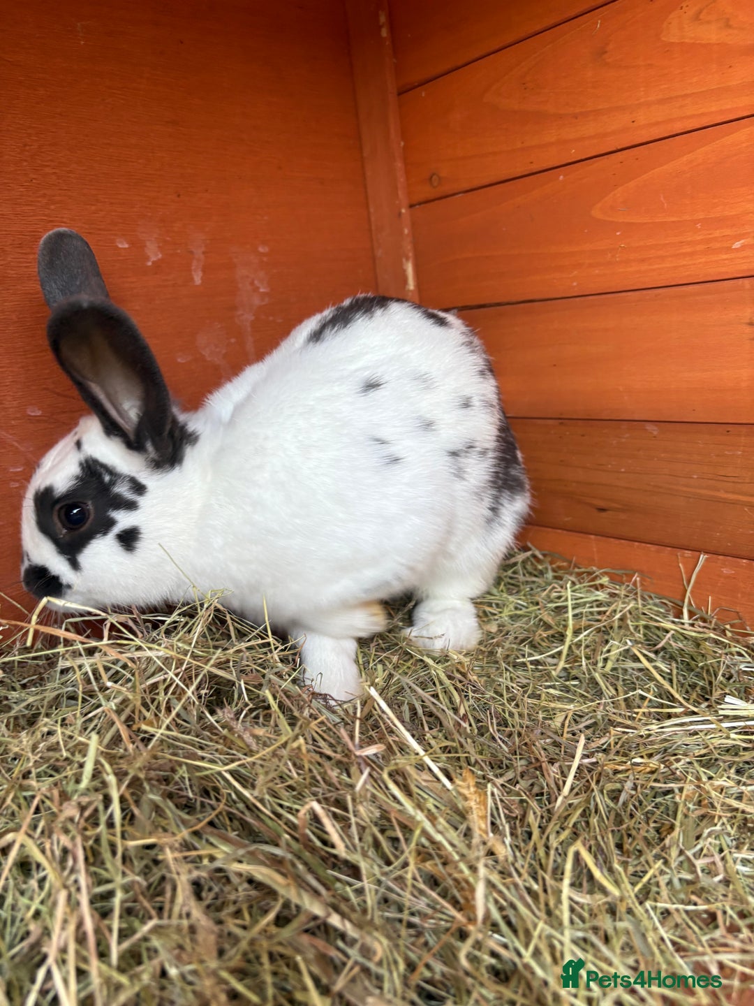 English rabbits for sale: Baby Rabbits  - Image 5