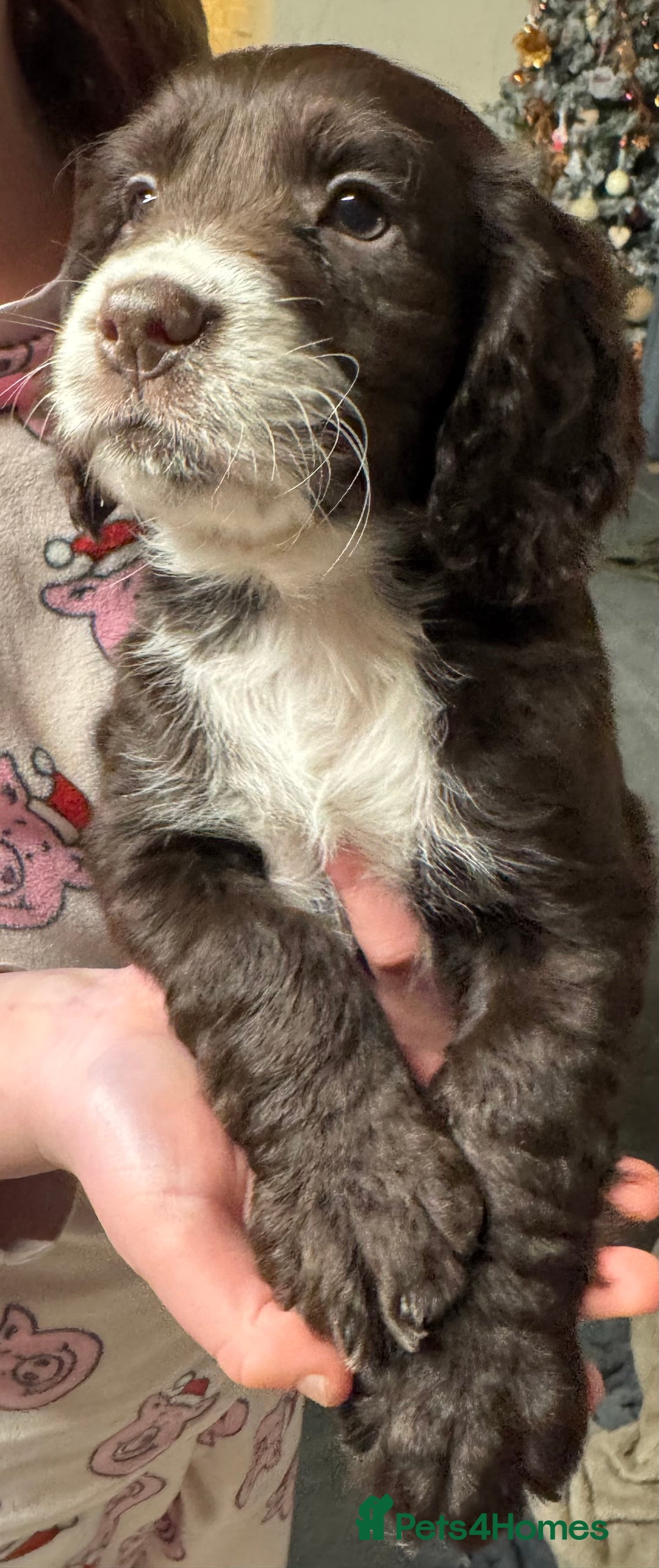 Sprocker dogs for sale: 6x sprocker spaniels  - Advert 10