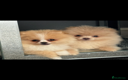 Pomeranian dogs for sale: ** Pomeranian girl **  - Image 3