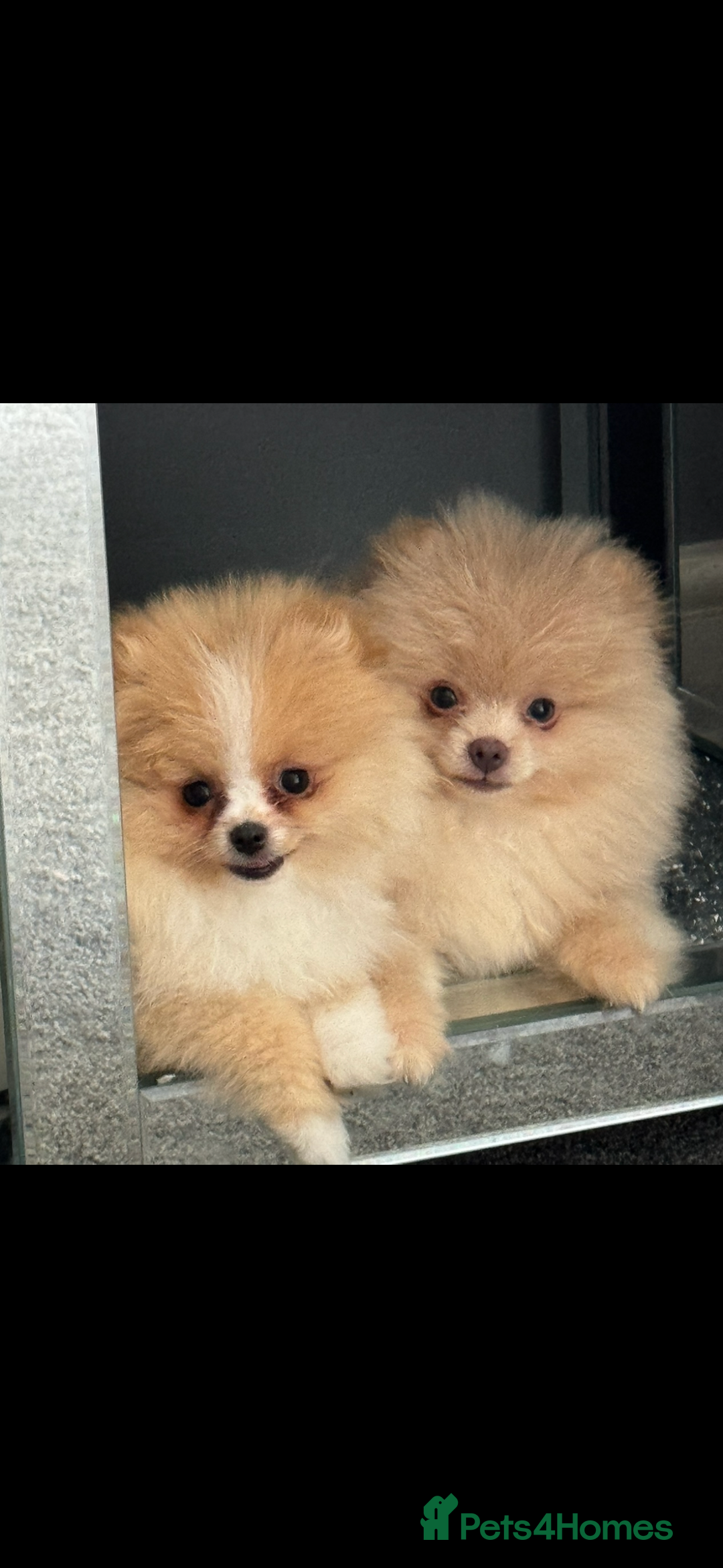 Pomeranian dogs for sale: ** Pomeranian girl **  - Image 3
