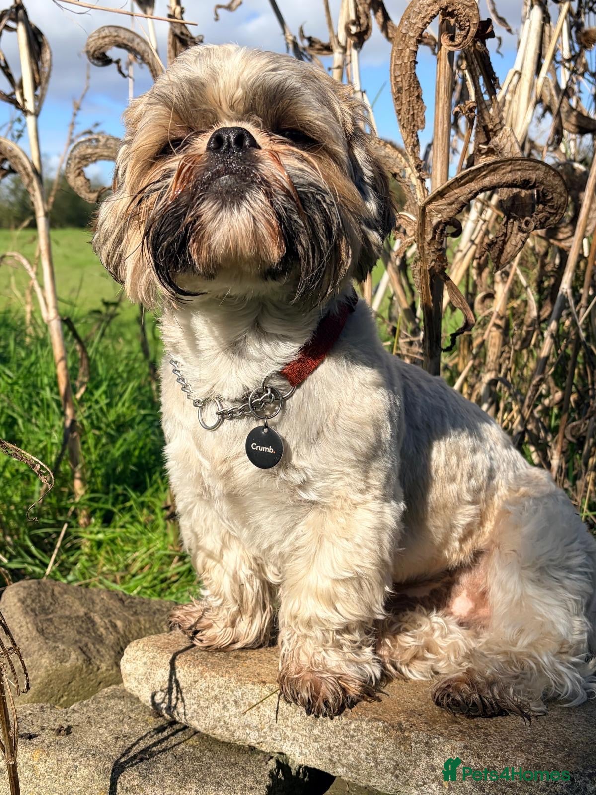 Shih Tzu dogs Riley  - Advert 1