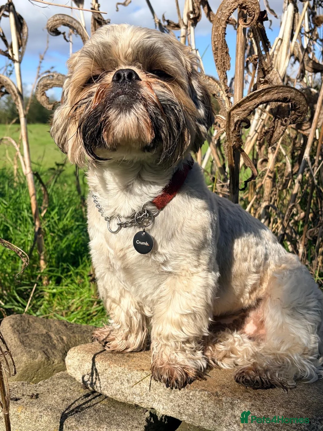 Shih Tzu dogs for stud: Riley  in Bolton - Advert 1