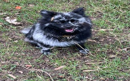 Pomeranian dogs for stud: Very rare merle pomeranian for stud duties - Image 5