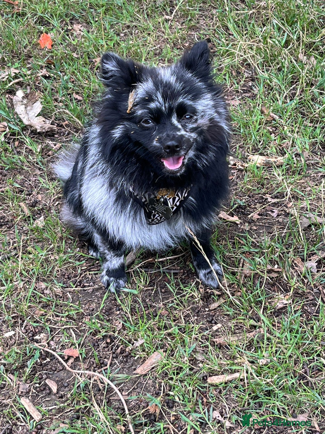 Pomeranian dogs for stud: Very rare merle pomeranian for stud duties - Image 5
