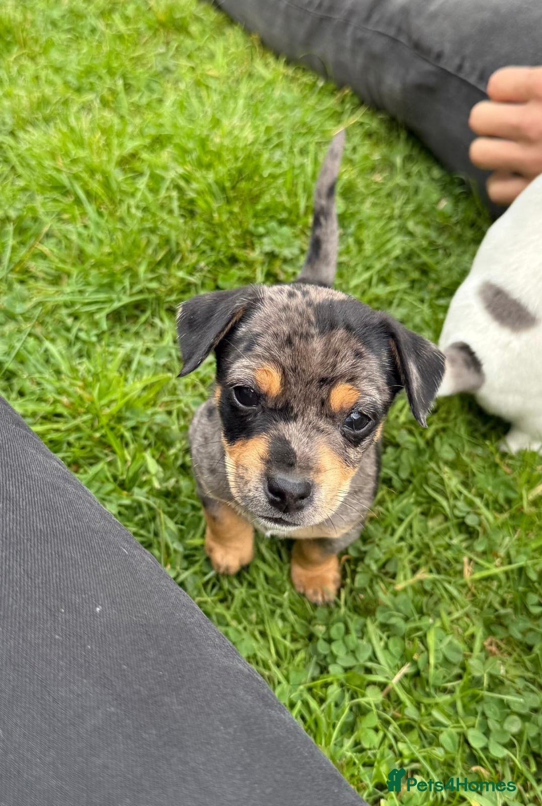 Jack Russell dogs for sale: Gorgeous Jack Russell Boys - Image 5