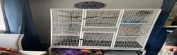 Parrots birds for sale: Green cheeked conure + big cage  in Havant - Advert 4