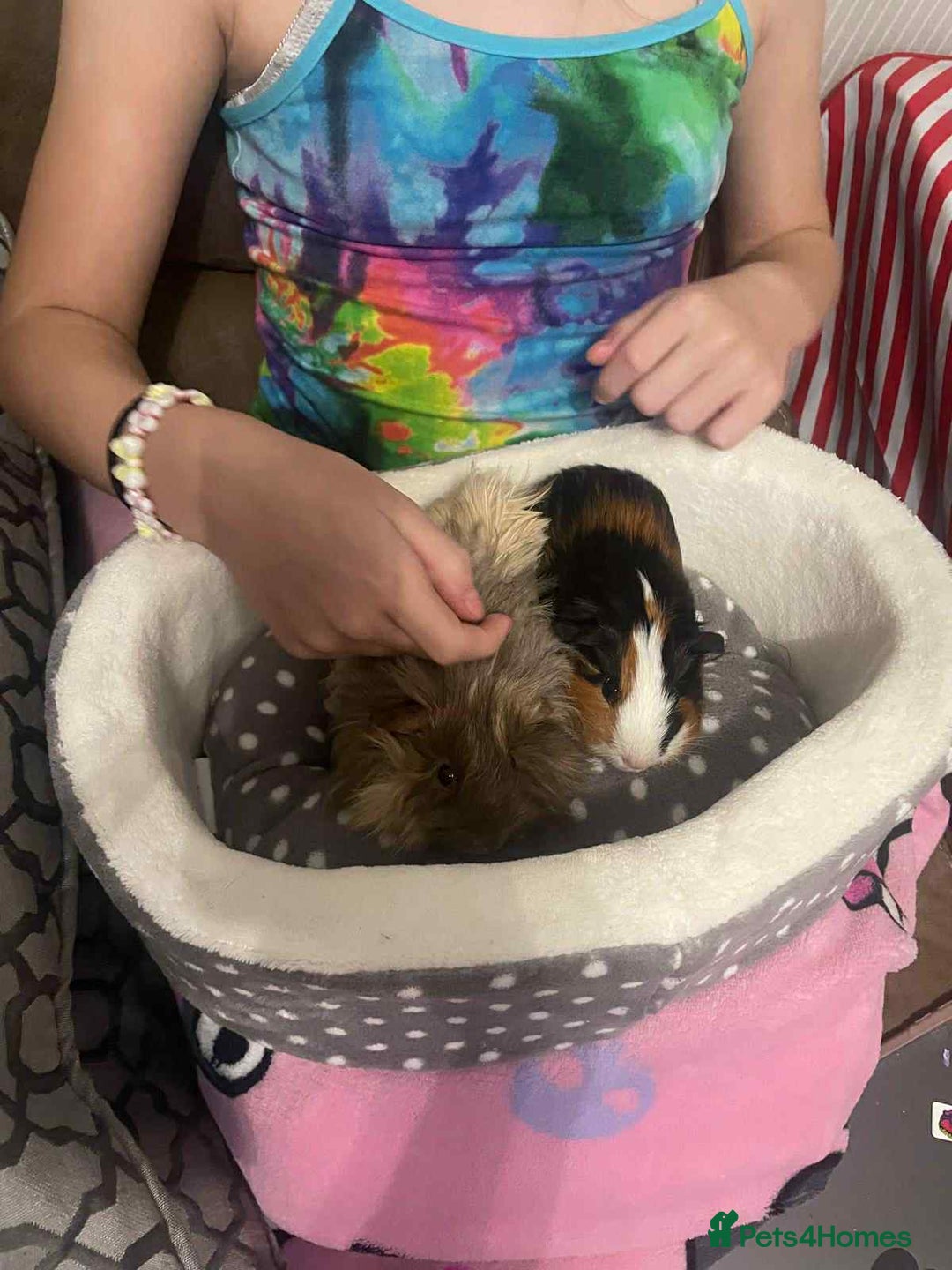 Guinea Pig rodents for sale: Bonded male guinea pigs - Image 2