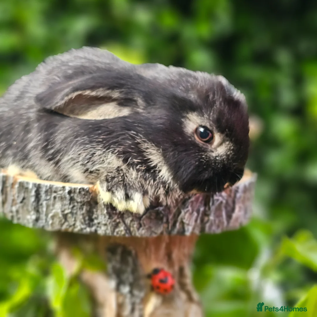 Mixed Breed rabbits for sale: Rabbits for Sale  - Advert 2