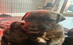 Mixed Breed dogs for sale: Bull whippet - Image 9