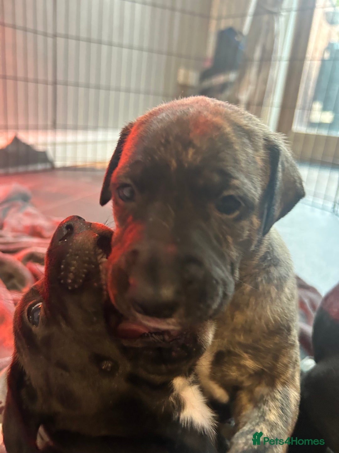 Mixed Breed dogs for sale: Bull whippet - Image 9