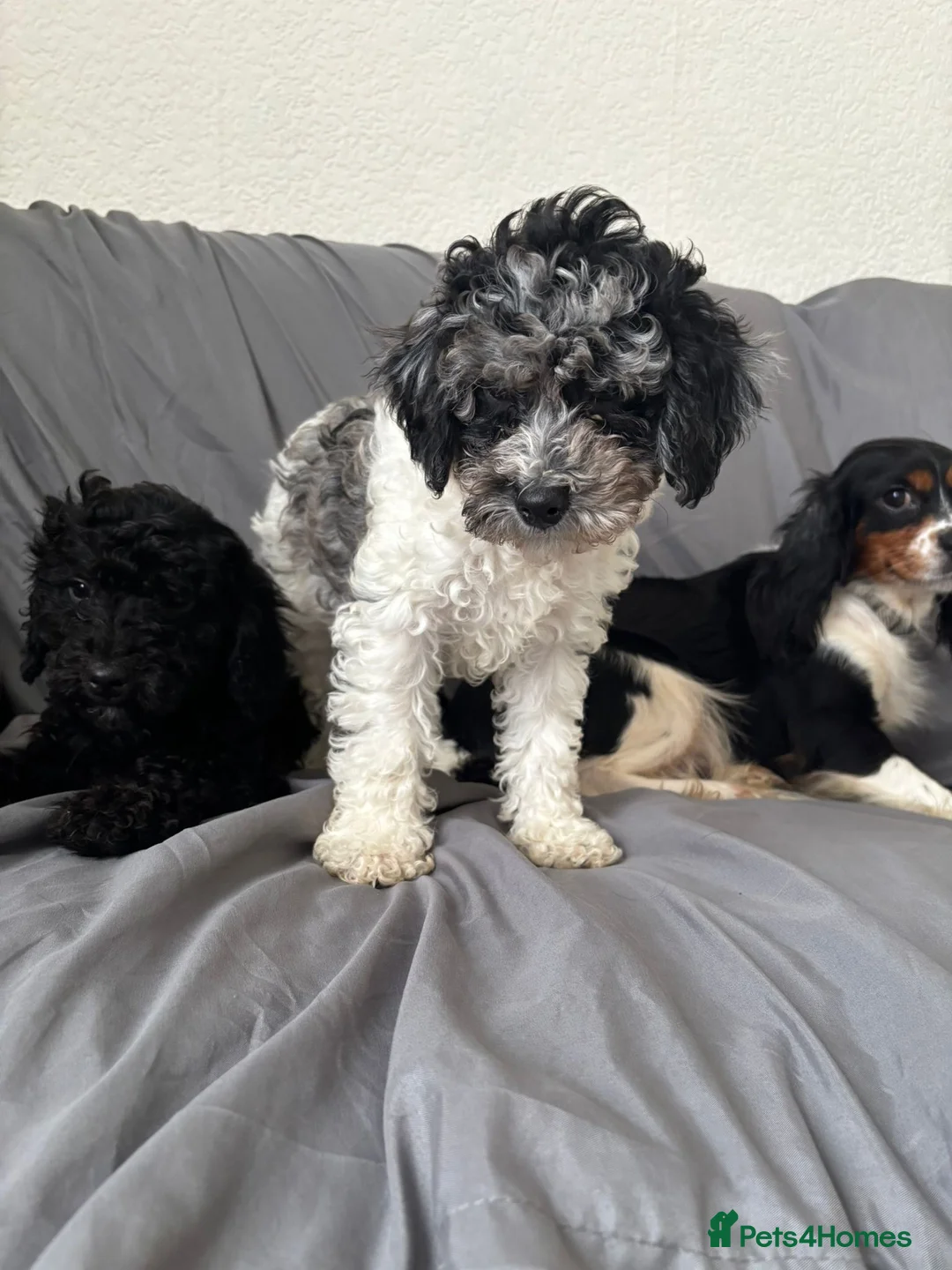 Cavapoochon dogs for sale: Cavapoochon puppies for sale  in Stoke-on-Trent - Advert 2