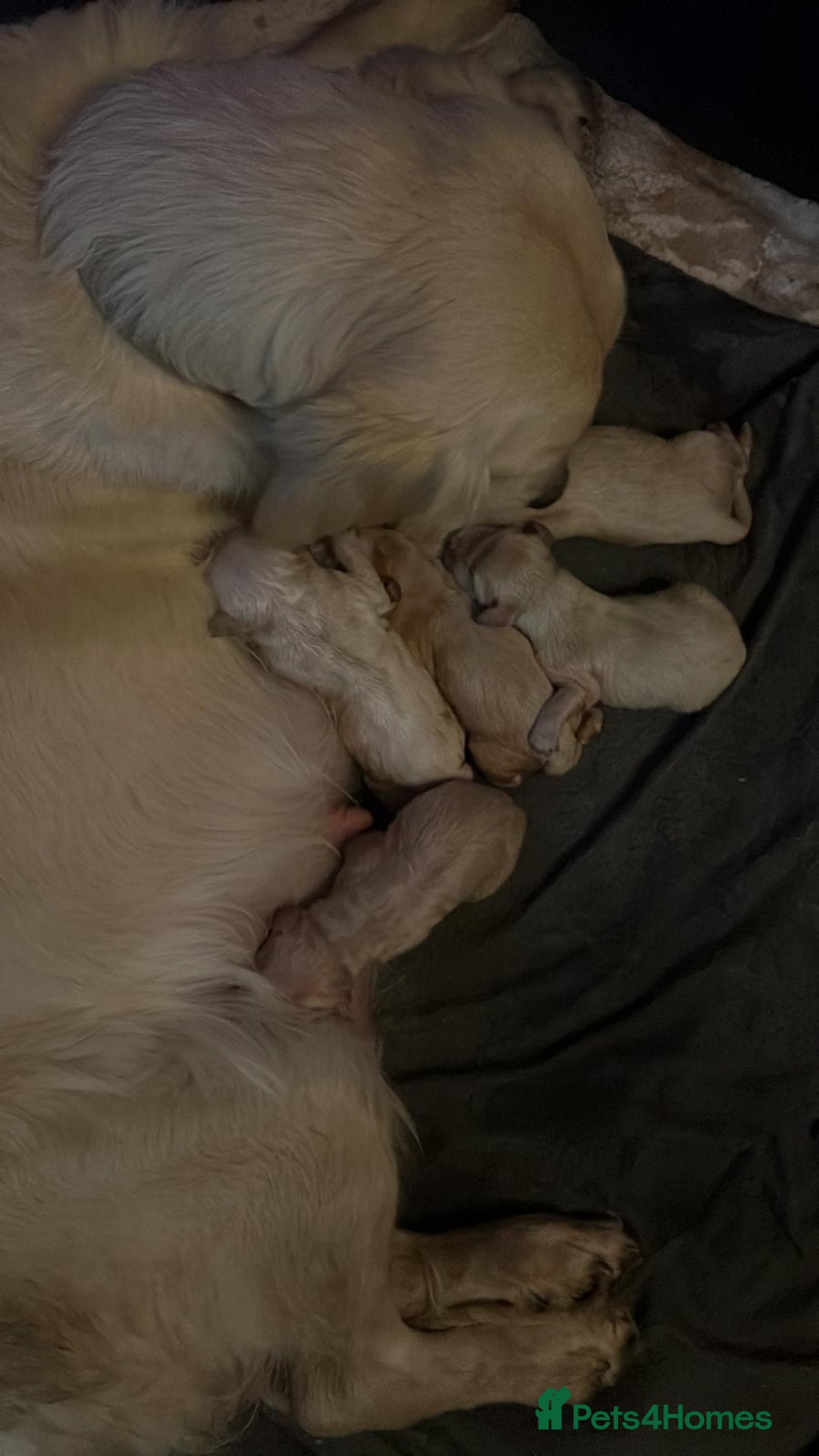 Golden Retriever dogs for sale: Beautiful fluffy golden retrievers - Advert 5