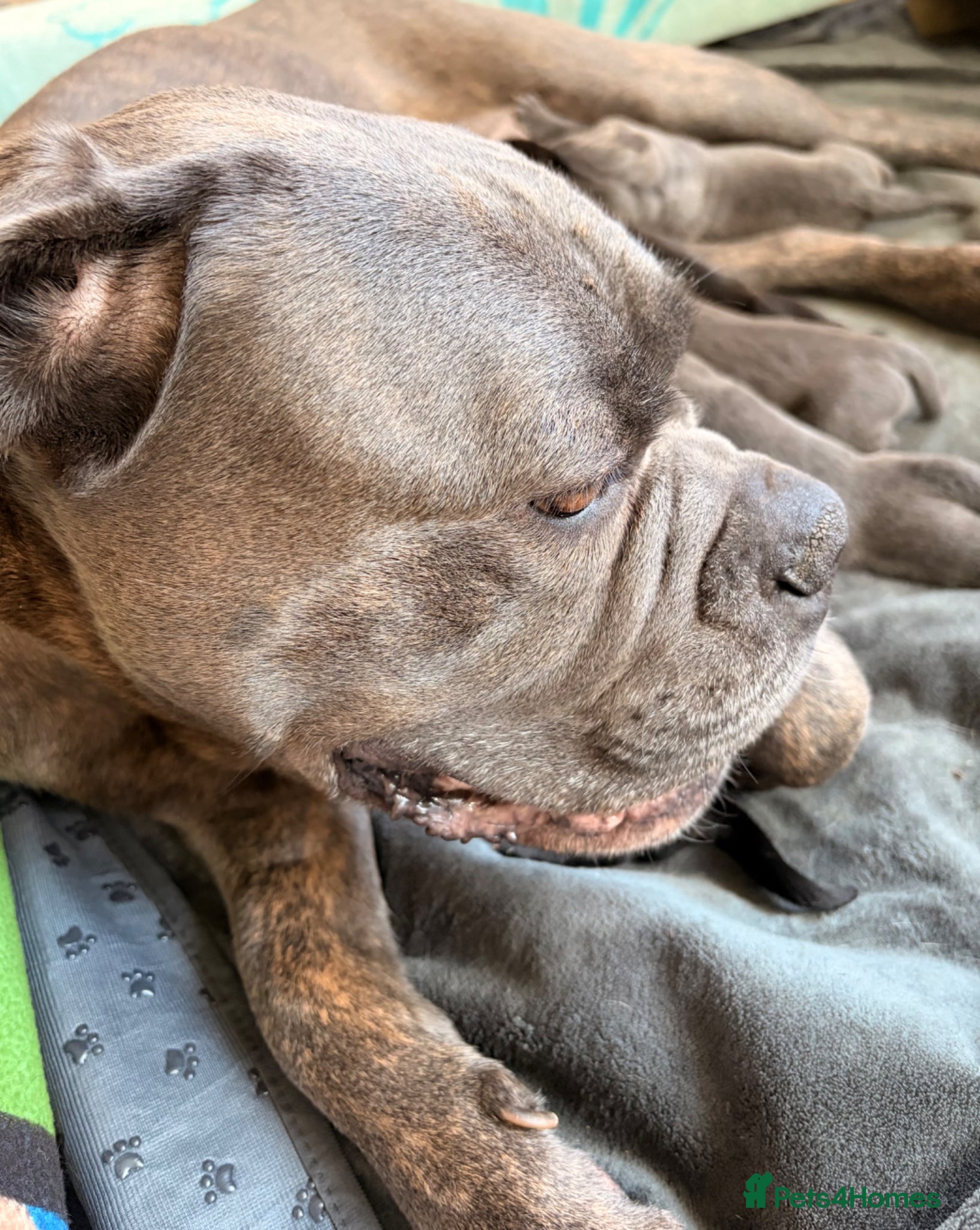 Cane Corso dogs Cane corso puppies for sale - Advert 1