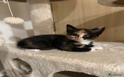 Mixed Breed cats for sale: Beautiful kittens ready for new loving homes  - Advert 22