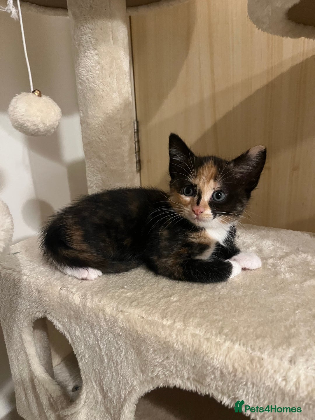 Mixed Breed cats for sale: Beautiful kittens ready for new loving homes  - Advert 22