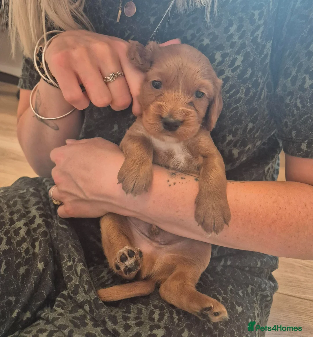 Cockapoo dogs for sale: Beautiful Cockapoo Puppies – 2 Boys Available in Witney - Advert 4