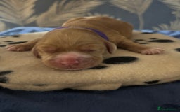 Cocker Spaniel dogs for sale: 🐶 COCKER SPANIEL PUPPIES 🐶  - Advert 9