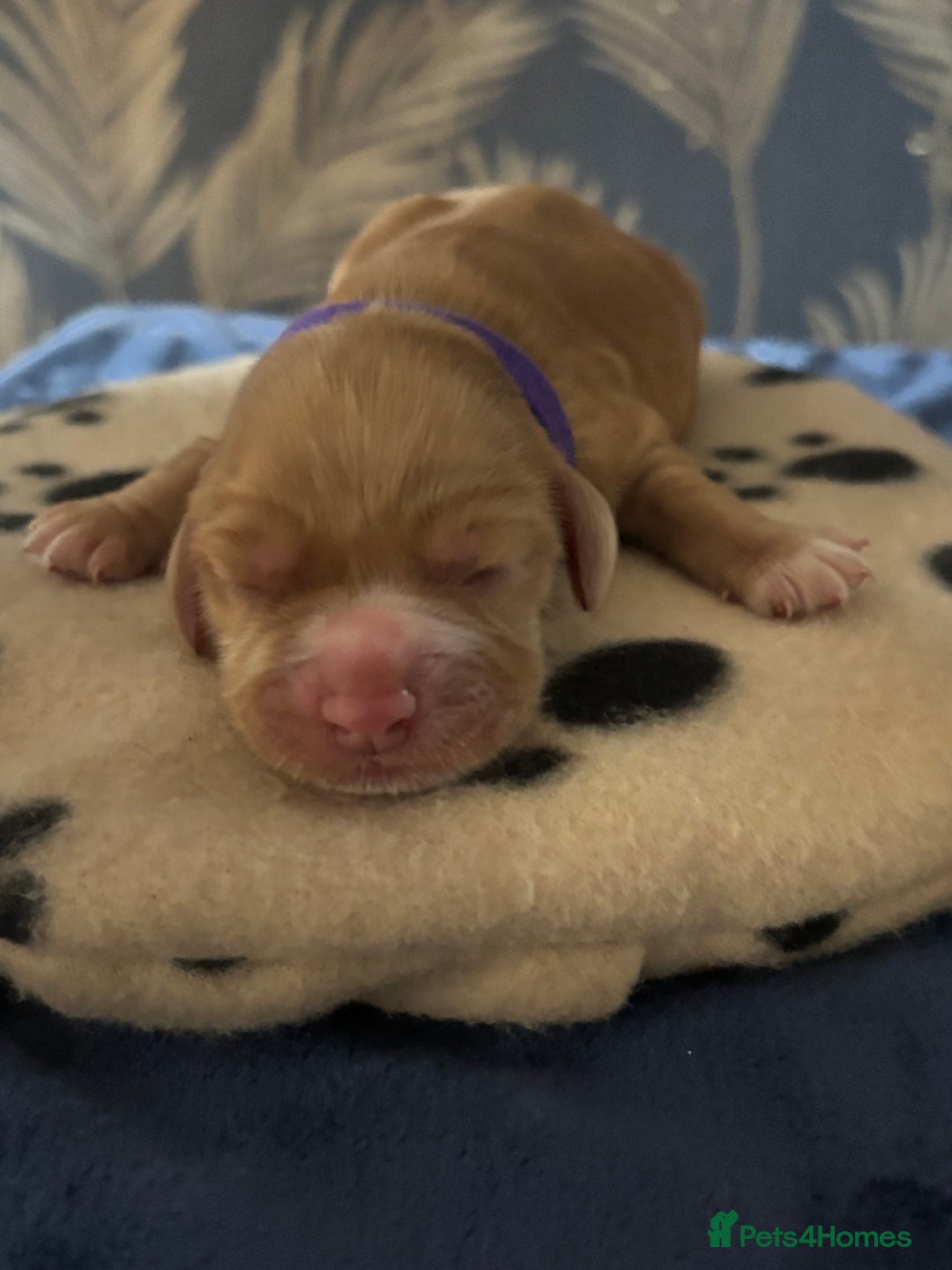 Cocker Spaniel dogs for sale: 🐶 COCKER SPANIEL PUPPIES 🐶  - Advert 9