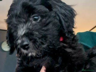 Labradoodle dogs 💫✨ Mini Labradoodles – Last 3 Girls! ✨💫 - Advert 3