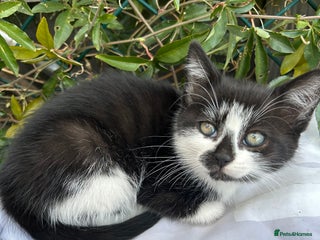 British Longhair cats - Advert 13