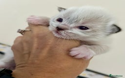 Ragdoll cats for sale: Beautiful Ragdoll kittens GCCF-seal tortie tabby  - Image 3