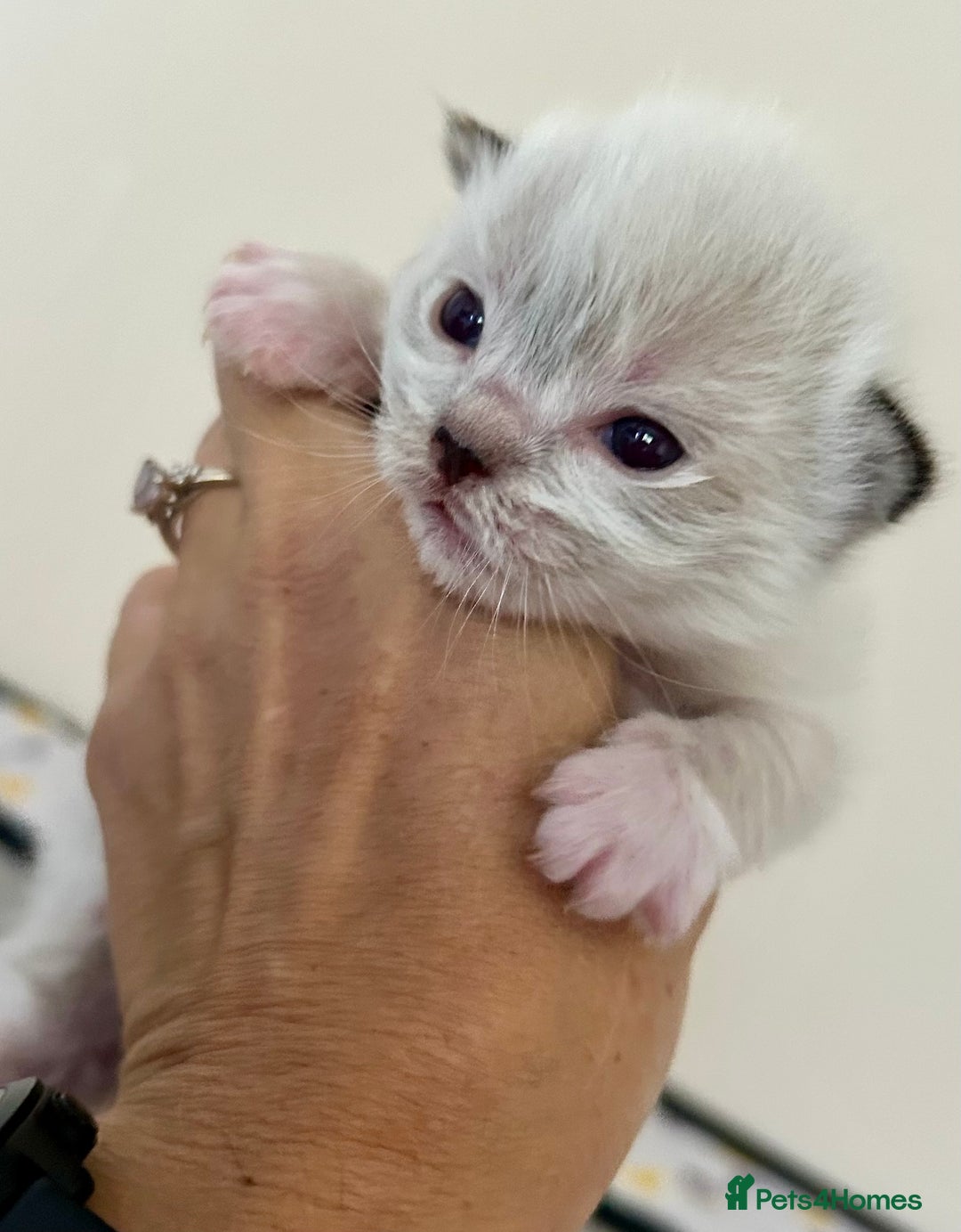 Ragdoll cats for sale: Beautiful Ragdoll kittens GCCF-seal tortie tabby  - Image 3