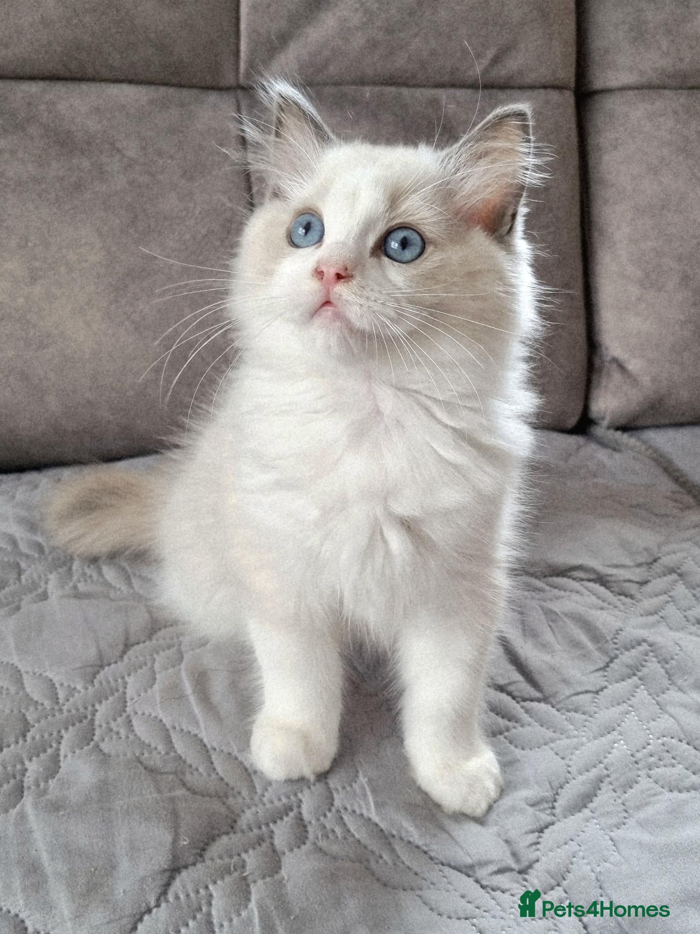 Ragdoll cats TICA registered DNA Tested Ragdoll Kittens  - Advert 1