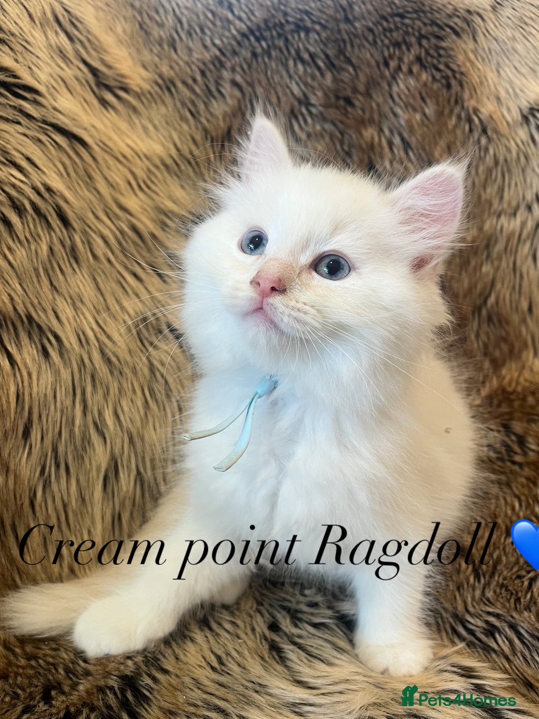 Ragdoll cats for sale: Stunning Ragdoll babys! 💙💙💙 in Arundel - Image 4