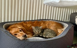 Mixed Breed cats for sale: 6 month old for re home  - Advert 4