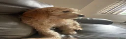 Mixed Breed dogs for sale: Golden Doodle puppies for sale  - Advert 20