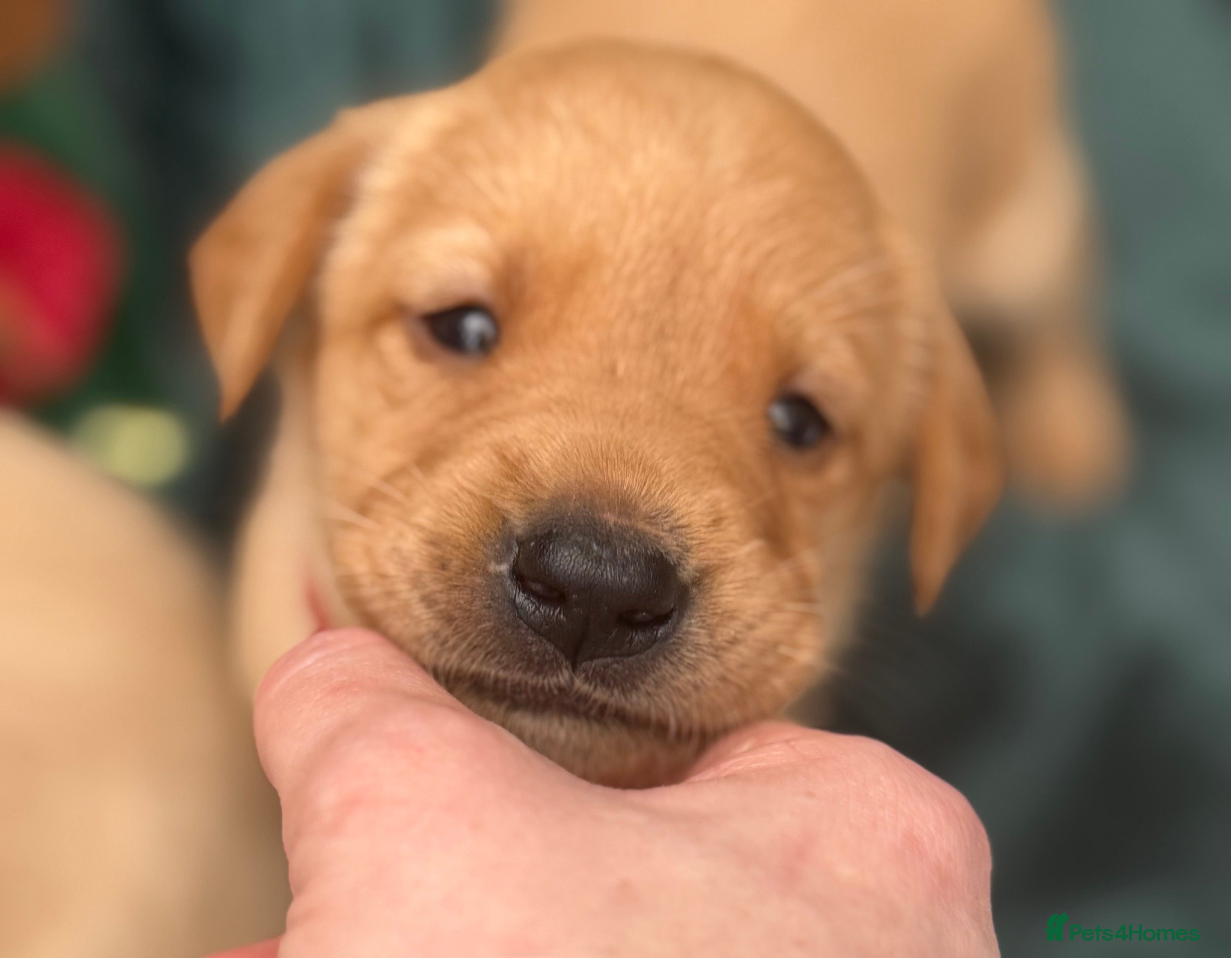Labrador Retriever dogs KC Registered Labrador Retriever Puppies - Advert 15