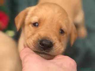 Labrador Retriever dogs KC Registered Labrador Retriever Puppies - Advert 15